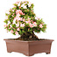Rhododendron indicum Nikko, 47 cm, ± 20 anni, in un vaso con una piccola scheggiatura su uno dei piedi