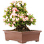 Rhododendron indicum Nikko, 47 cm, ± 20 years old, in a pot with a small chip of one of the feet