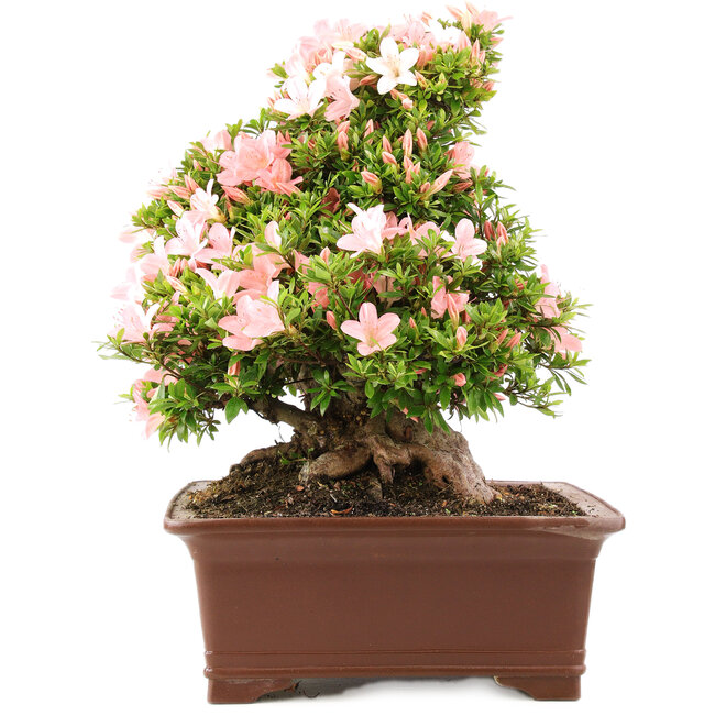 Rhododendron indicum Nikko, 47 cm, ± 20 anni, in un vaso con una piccola scheggiatura su uno dei piedi