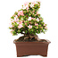 Rhododendron indicum Nikko, 47 cm, ± 20 years old, in a pot with a small chip of one of the feet