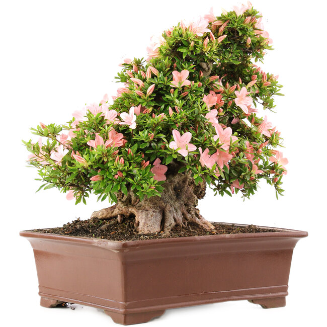 Rhododendron indicum Nikko, 47 cm, ± 20 Jahre alt, in einem Topf mit einem kleinen Abplatzer an einem der Füße