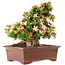 Rhododendron indicum Nikko, 47 cm, ± 20 years old, in a pot with a small chip of one of the feet