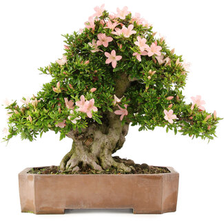Rhododendron indicum Nikko, 48 cm, ± 20 anni