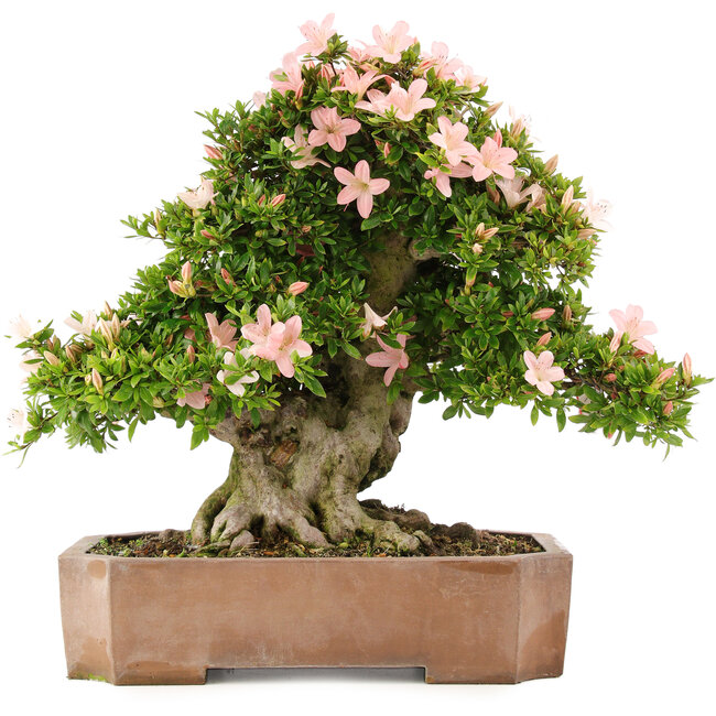 Rhododendron indicum Nikko, 48 cm, ± 20 ans