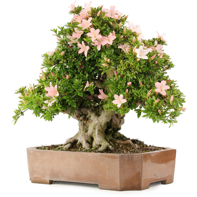 Rhododendron indicum Nikko, 48 cm, ± 20 years old