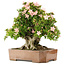 Rhododendron indicum Nikko, 48 cm, ± 20 jaar oud