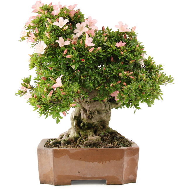 Rhododendron indicum Nikko, 48 cm, ± 20 Jahre alt