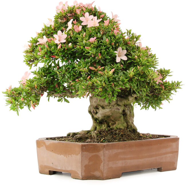 Rhododendron indicum Nikko, 48 cm, ± 20 Jahre alt