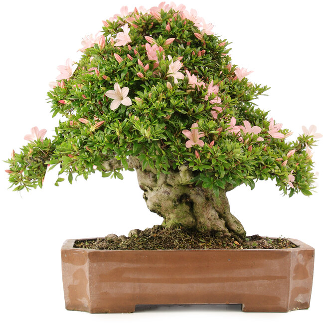 Rhododendron indicum Nikko, 48 cm, ± 20 years old