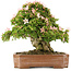 Rhododendron indicum Nikko, 48 cm, ± 20 jaar oud