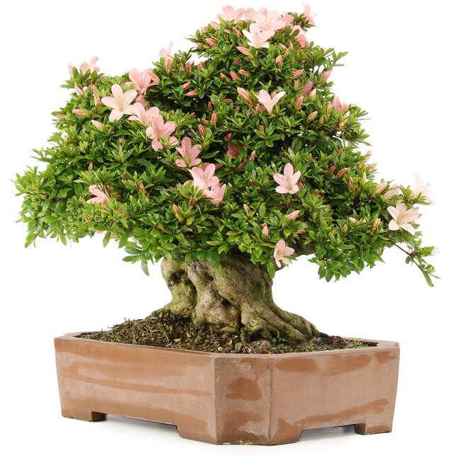 Rhododendron indicum Nikko, 48 cm, ± 20 years old