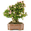 Rhododendron indicum Nikko, 48 cm, ± 20 Jahre alt