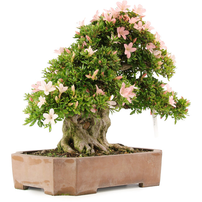 Rhododendron indicum Nikko, 48 cm, ± 20 ans