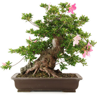 Rododendro indicum Juko, 51 cm, ± 20 años