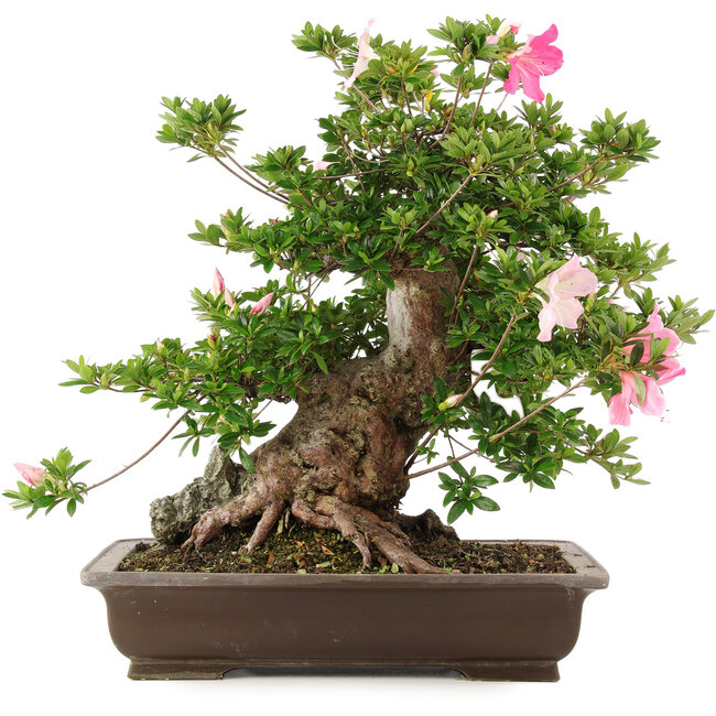 Rhododendron indicum Juko, 51 cm, ± 20 jaar oud