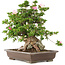 Rododendro indicum Juko, 51 cm, ± 20 años