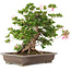 Rhododendron indicum Juko, 51 cm, ± 20 anni
