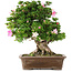 Rododendro indicum Juko, 54 cm, ± 20 años
