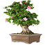 Rhododendron indicum Juko, 54 cm, ± 20 anni