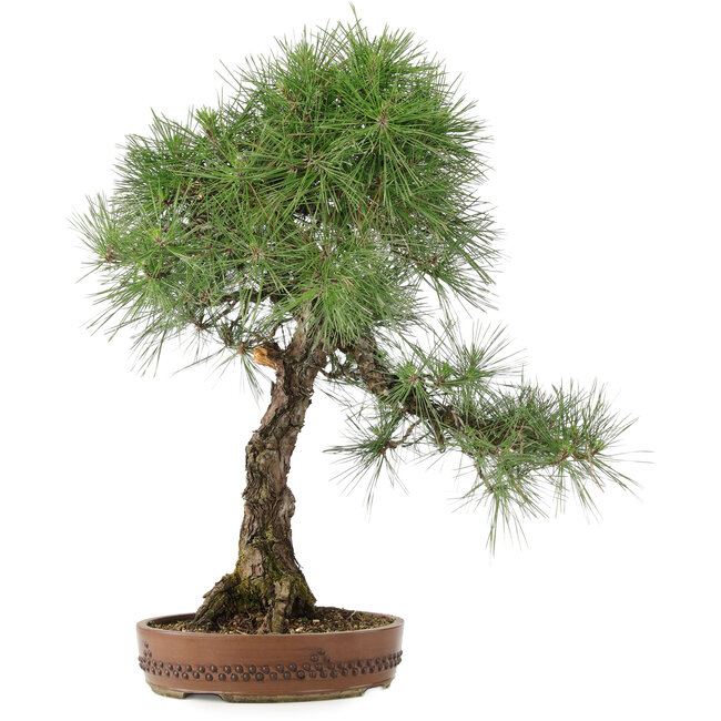Pinus thunbergii, 72 cm, ± 30 jaar oud