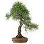 Pinus thunbergii, 72 cm, ± 30 jaar oud