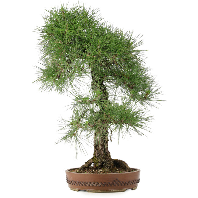 Pinus thunbergii, 72 cm, ± 30 años