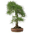 Pinus thunbergii, 72 cm, ± 30 anni