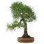 Pinus thunbergii, 72 cm, ± 30 jaar oud