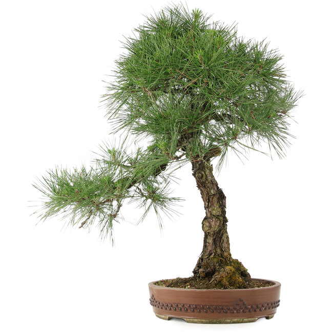 Pinus thunbergii, 72 cm, ± 30 años
