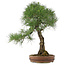 Pinus thunbergii, 72 cm, ± 30 jaar oud