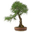 Pinus thunbergii, 72 cm, ± 30 Jahre alt