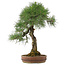 Pinus thunbergii, 72 cm, ± 30 jaar oud