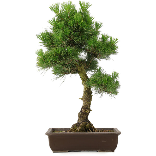 Pinus thunbergii, 65 cm, ± 20 jaar oud, met een mooie nebari van 20 cm