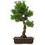 Pinus thunbergii, 65 cm, ± 20 años, con un bonito nebari de 20 cm