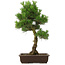 Pinus thunbergii, 65 cm, ± 20 years old, with a nice nebari of 20 cm