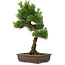 Pinus thunbergii, 65 cm, ± 20 anni, con un bel nebari di 20 cm