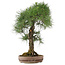 Pinus thunbergii, 72 cm, ± 30 anni
