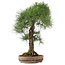 Pinus thunbergii, 72 cm, ± 30 jaar oud