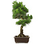 Pinus thunbergii, 65 cm, ± 20 anni, con un bel nebari di 20 cm