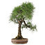 Pinus thunbergii, 72 cm, ± 30 Jahre alt