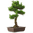 Pinus thunbergii, 65 cm, ± 20 anni, con un bel nebari di 20 cm