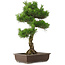 Pinus thunbergii, 65 cm, ± 20 Jahre alt, mit einem schönen Nebari von 20 cm