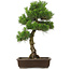 Pinus thunbergii, 65 cm, ± 20 anni, con un bel nebari di 20 cm