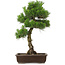 Pinus thunbergii, 65 cm, ± 20 jaar oud, met een mooie nebari van 20 cm