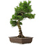 Pinus thunbergii, 65 cm, ± 20 años, con un bonito nebari de 20 cm