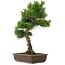 Pinus thunbergii, 65 cm, ± 20 jaar oud, met een mooie nebari van 20 cm