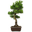 Pinus thunbergii, 65 cm, ± 20 anni, con un bel nebari di 20 cm