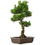 Pinus thunbergii, 65 cm, ± 20 anni, con un bel nebari di 20 cm