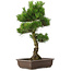 Pinus thunbergii, 65 cm, ± 20 jaar oud, met een mooie nebari van 20 cm