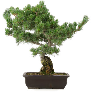 Pinus parviflora, 50 cm, ± 30 jaar oud